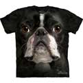 Boston Terrier Face