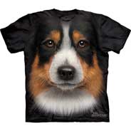 Australian Shepherd