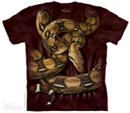 Boa Constrictor